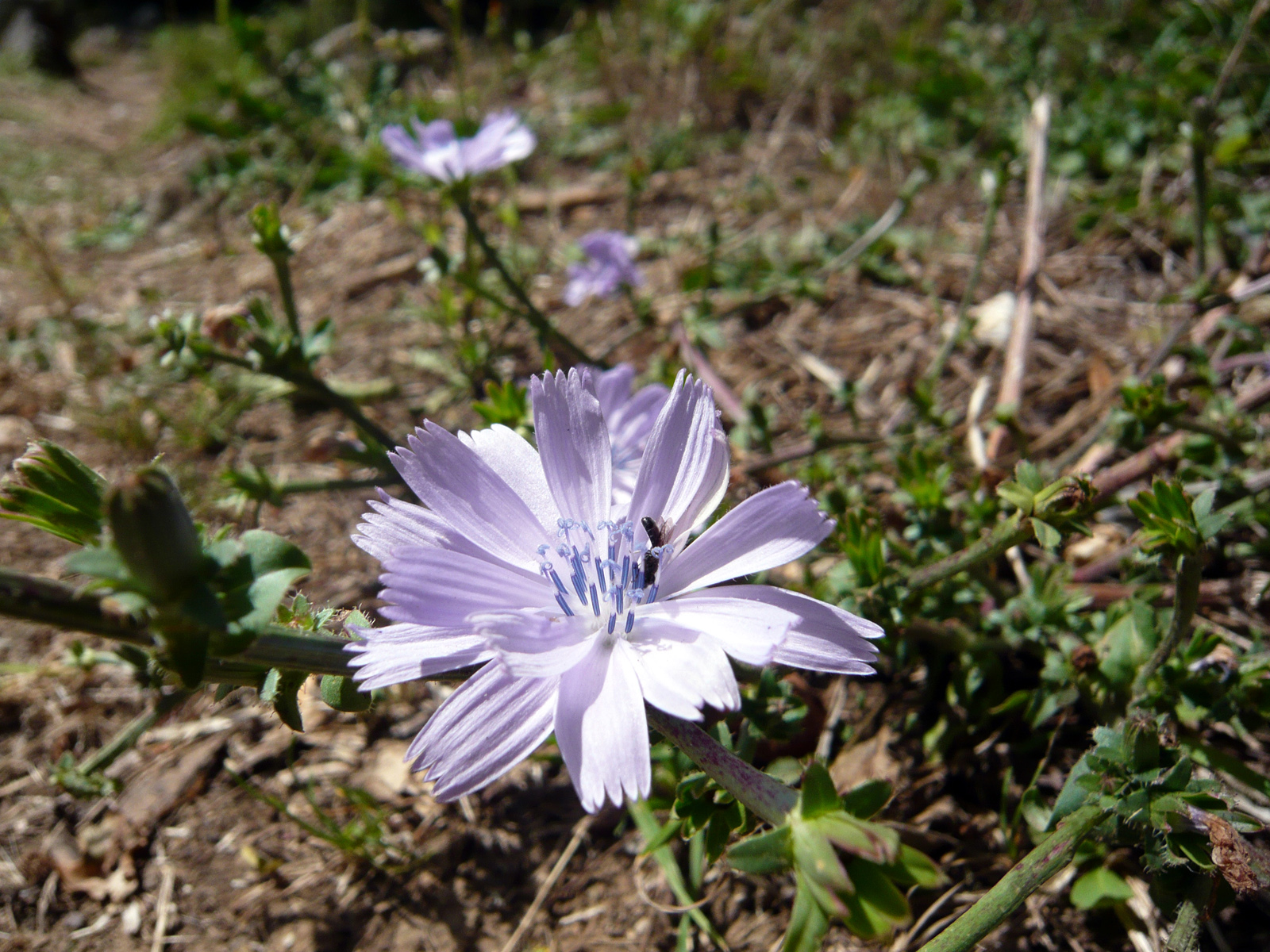 Wallpapers Nature Flowers 