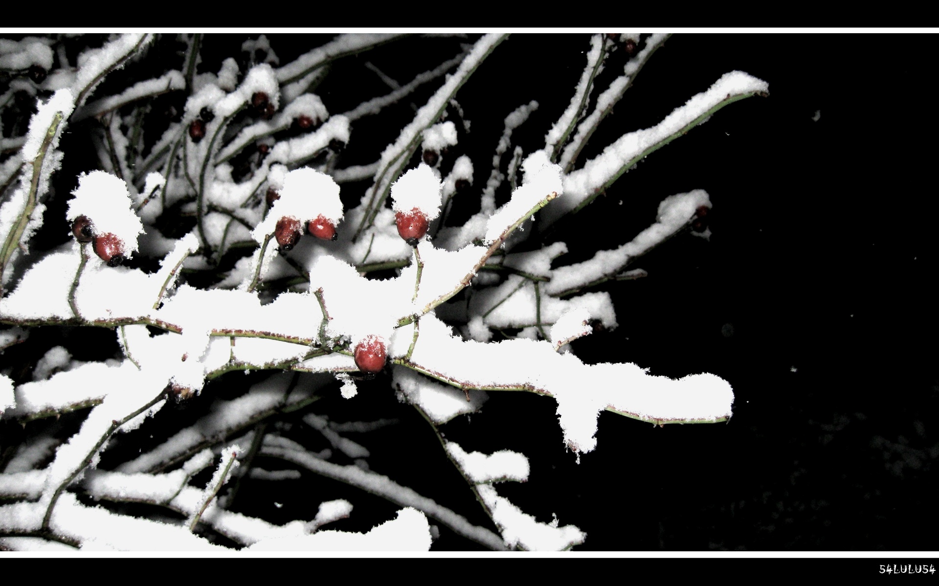 Wallpapers Nature Saisons - Winter nature arbre branche boules noel neige hivers hiver houx rouge noir blanc