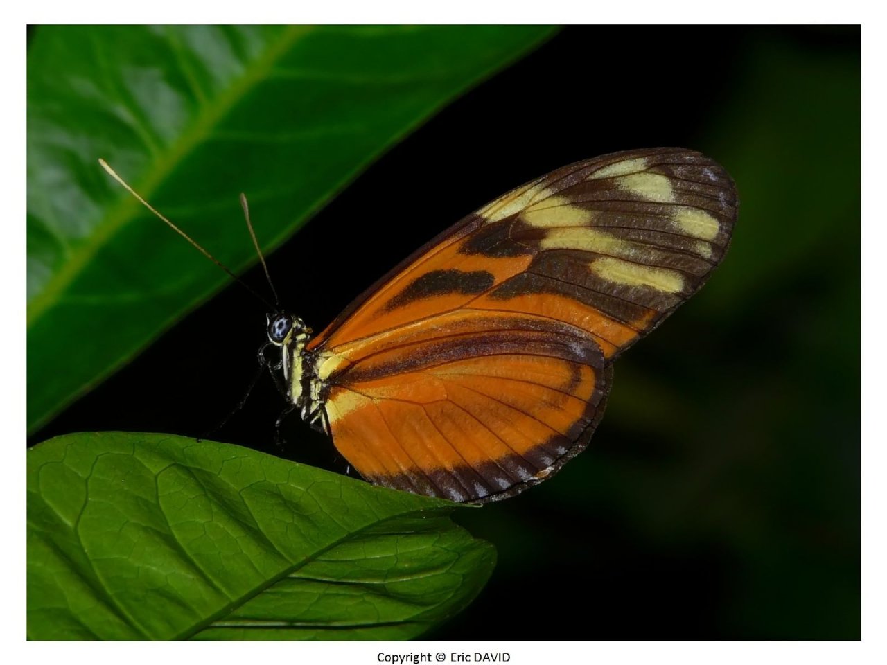 Wallpapers Animals Insects - Butterflies 