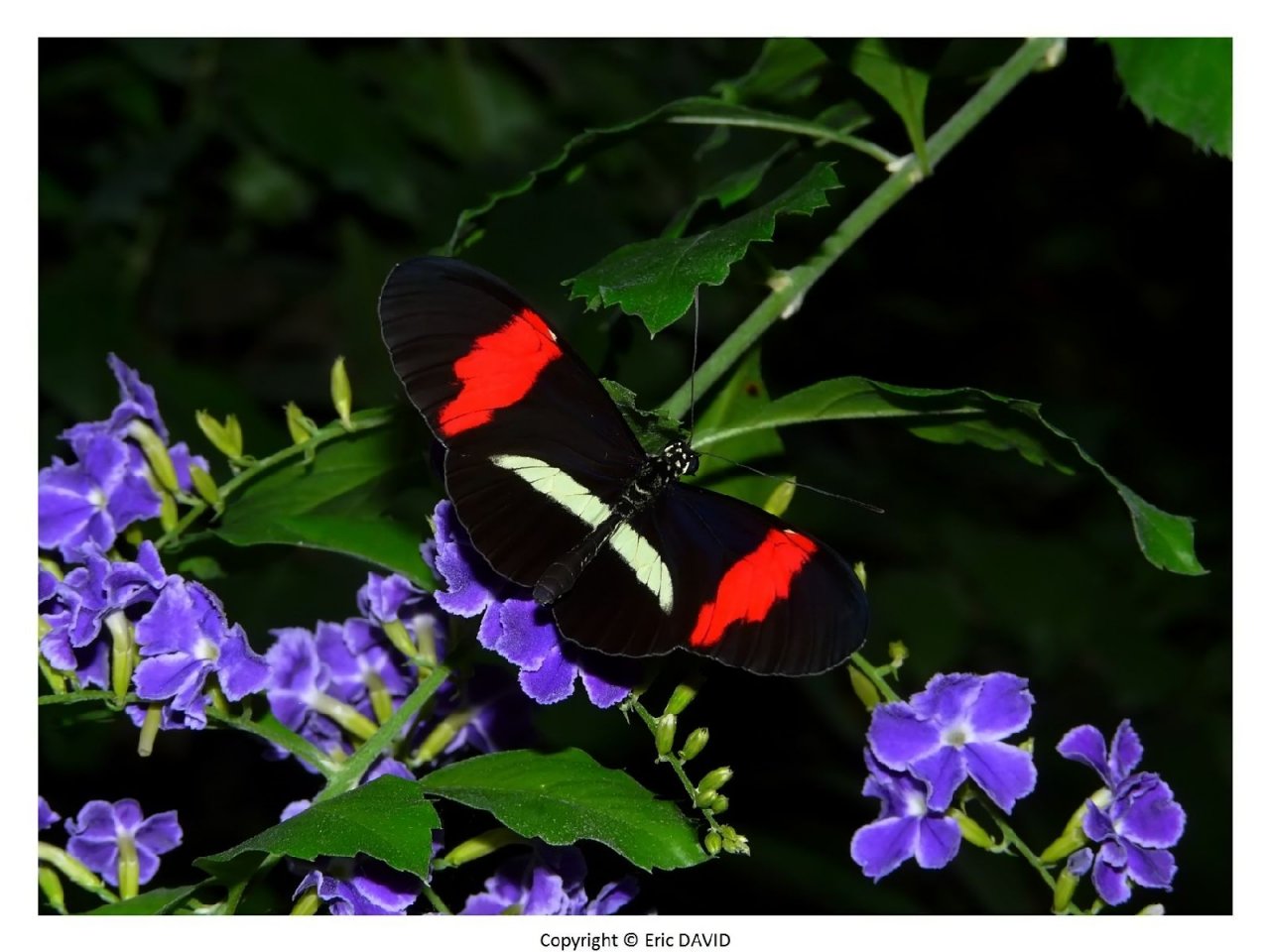 Wallpapers Animals Insects - Butterflies 