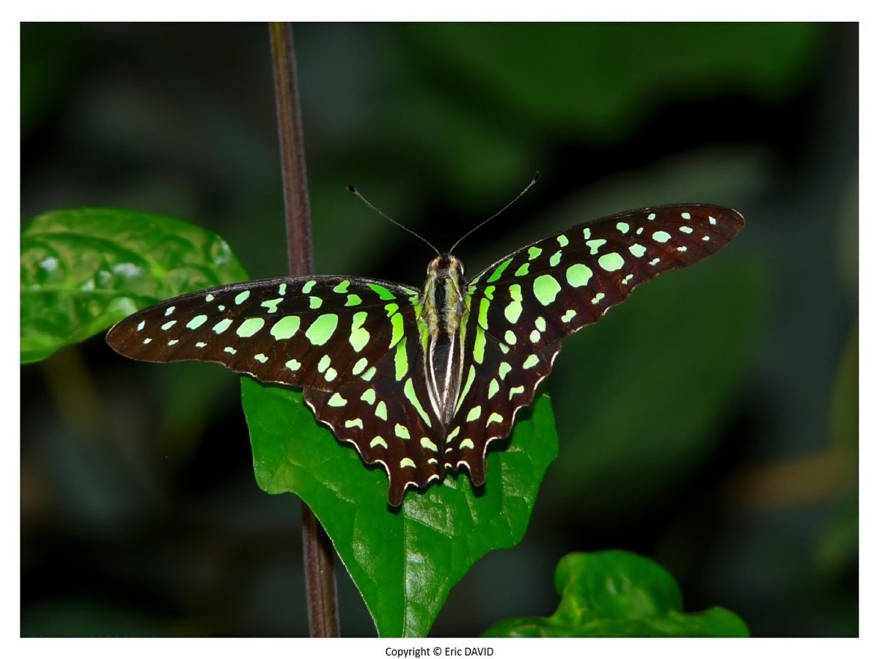 Wallpapers Animals Insects - Butterflies 