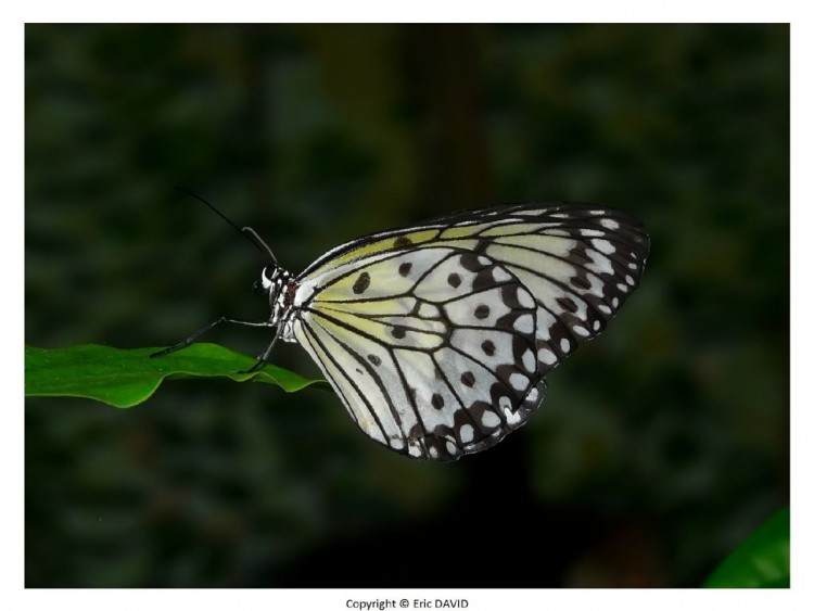 Fonds d'cran Animaux Insectes - Papillons Wallpaper N252158