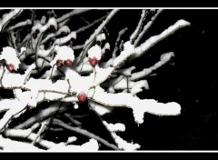 Wallpapers Nature nature arbre branche boules noel neige hivers hiver houx rouge noir blanc