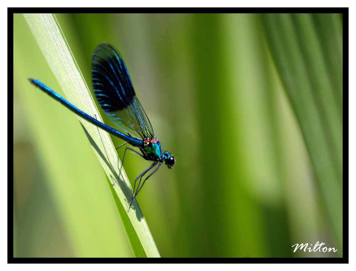 Fonds d'cran Animaux Insectes - Libellules Macro Photo 006