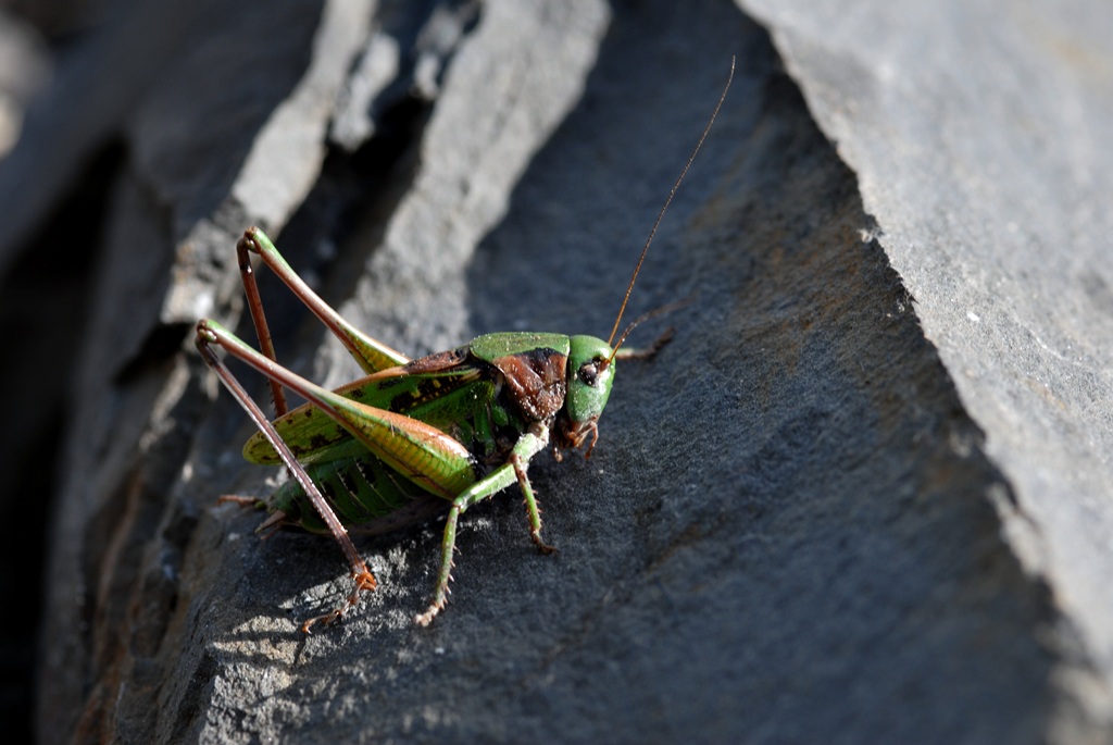 Fonds d'cran Animaux Insectes - Divers 