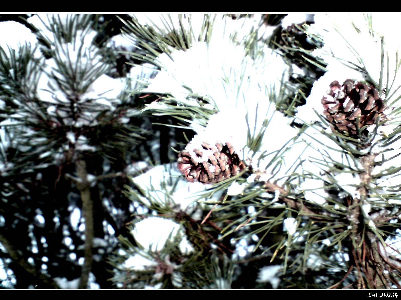 Fonds d'cran Nature Saisons - Hiver 'nature boules noel neige hivers hiver noir blanc chemin photo photographie sapin pomme de pain' 