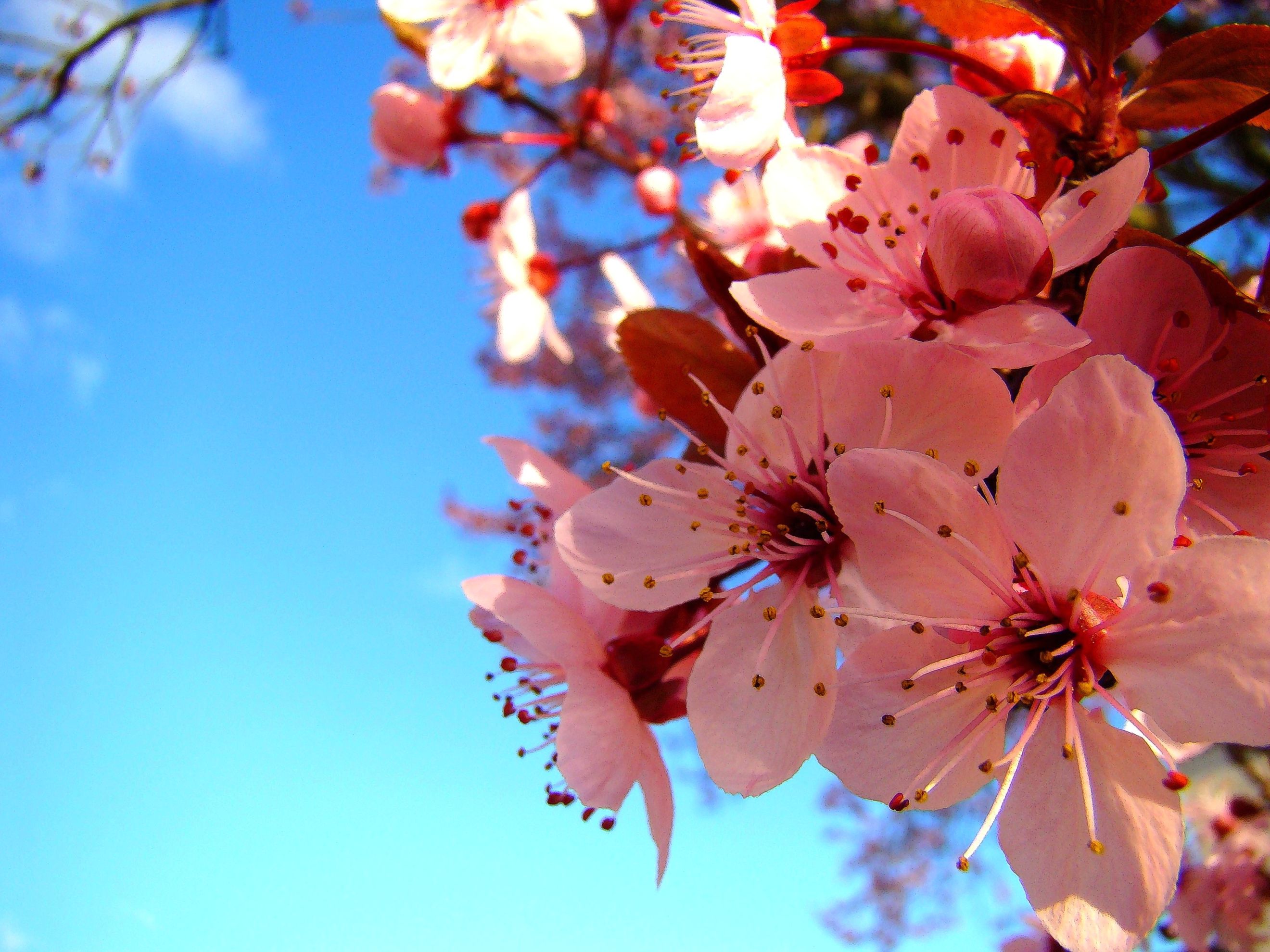 Fonds d'cran Nature Fleurs 