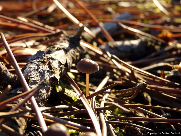 Fonds d'cran Nature Champignons automne en fort de fontainebleau