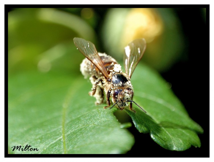 Wallpapers Animals Insects - Bees, Wasps Macro Photo 005