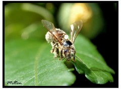 Fonds d'cran Animaux Macro Photo 005