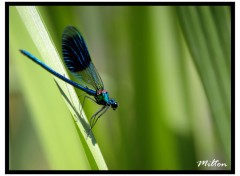 Fonds d'cran Animaux Macro Photo 006