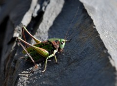 Fonds d'cran Animaux Image sans titre N252225