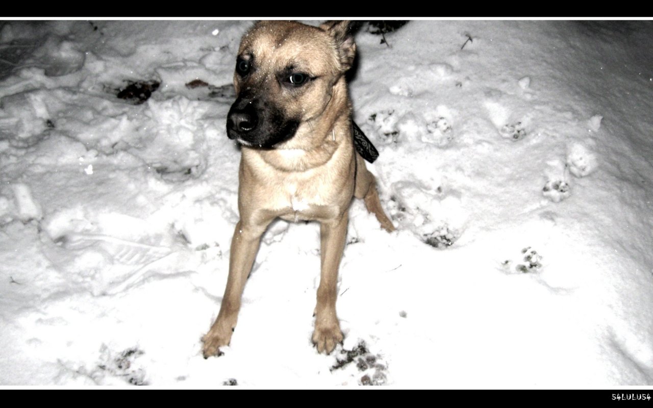 Fonds d'cran Animaux Chiens nature chien neige noel trace empruntes malinois photo photographie