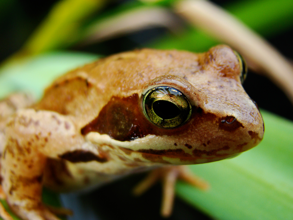 Wallpapers Animals Frogs - Toads 