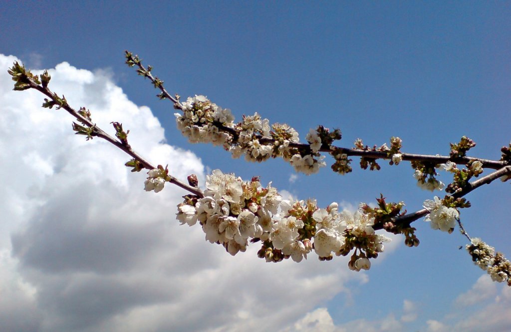 Wallpapers Nature Flowers CERISIERS EN FLEURS