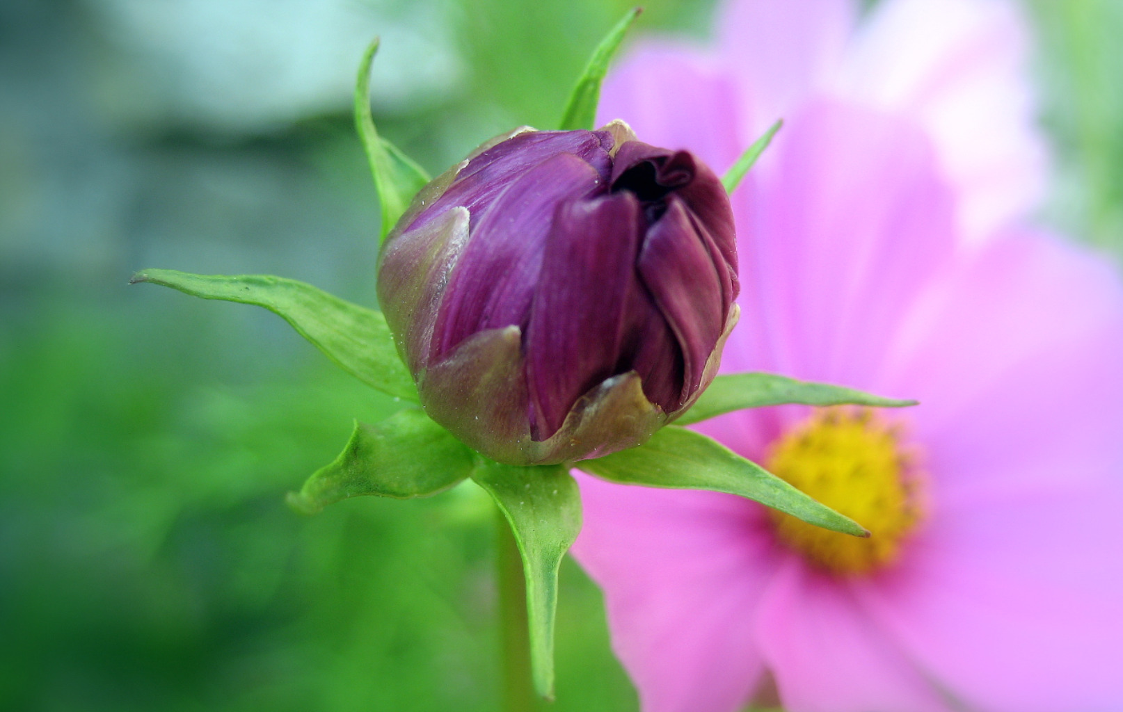 Fonds d'cran Nature Fleurs 