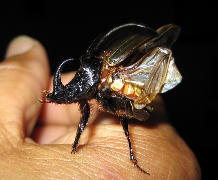 Fonds d'cran Animaux Insectes - Divers envol