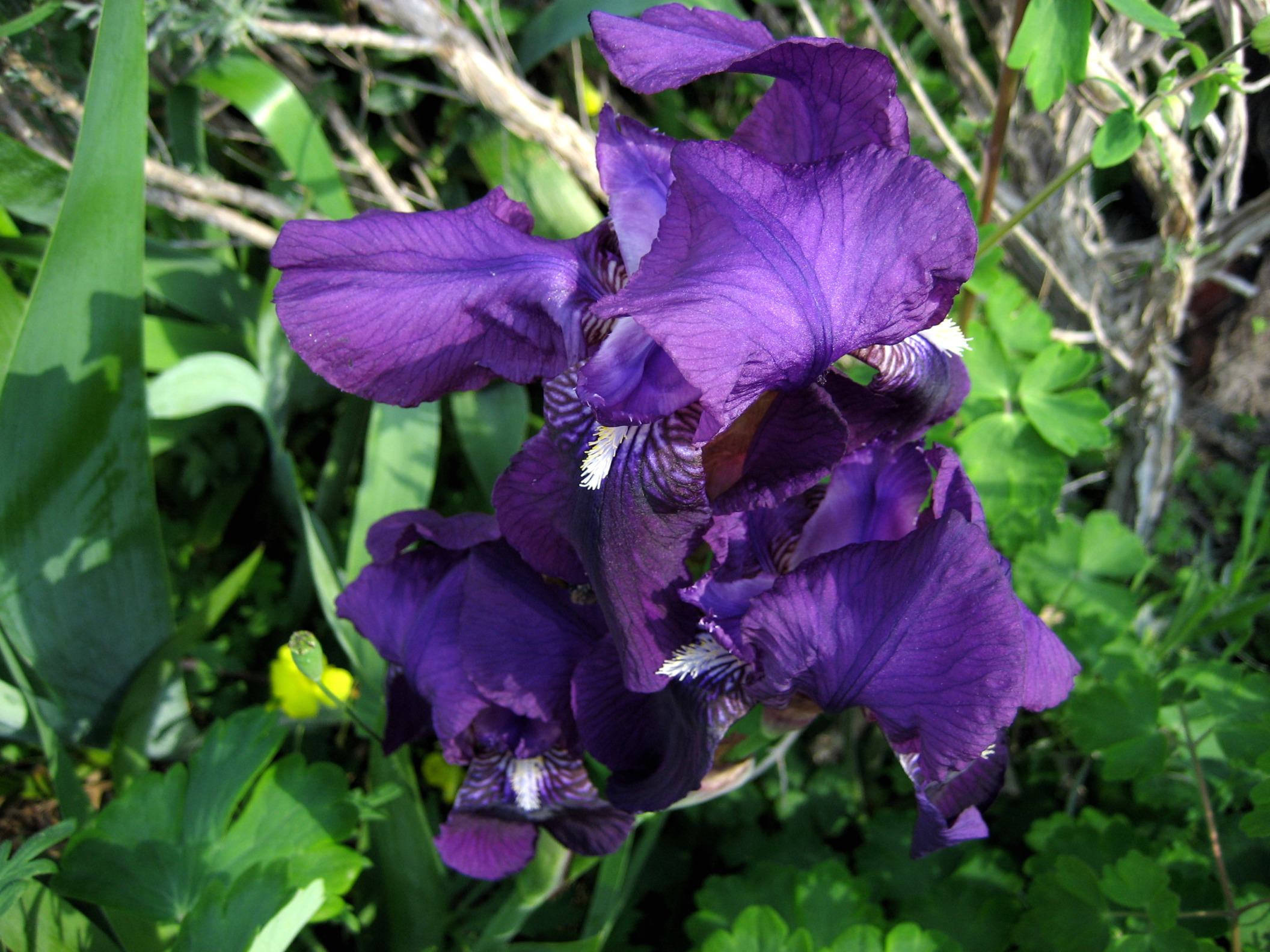 Fonds d'cran Nature Fleurs IRIS