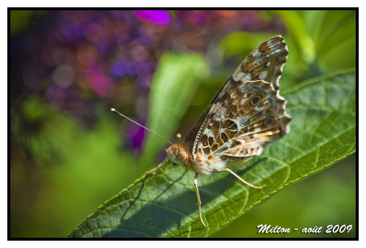 Wallpapers Animals Insects - Butterflies Macro Photo 007