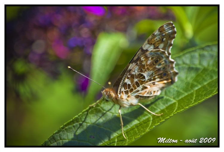 Fonds d'cran Animaux Insectes - Papillons Macro Photo 007