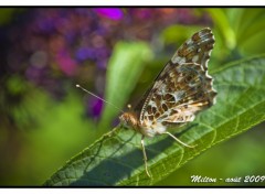 Fonds d'cran Animaux Macro Photo 007