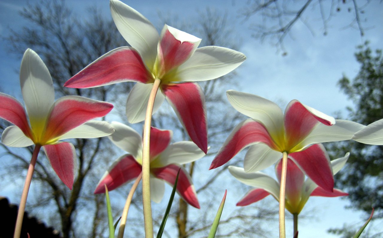 Wallpapers Nature Flowers LE JARDIN DE CLAUDE