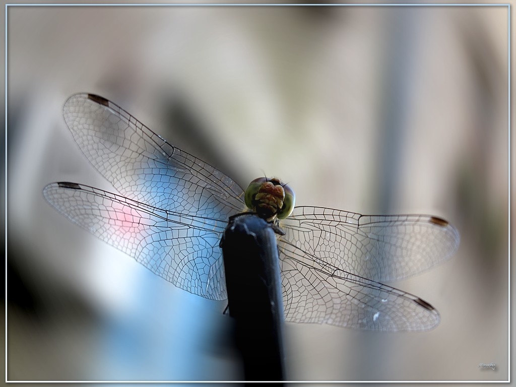 Wallpapers Animals Insects - Dragonflies Demoiselle 2