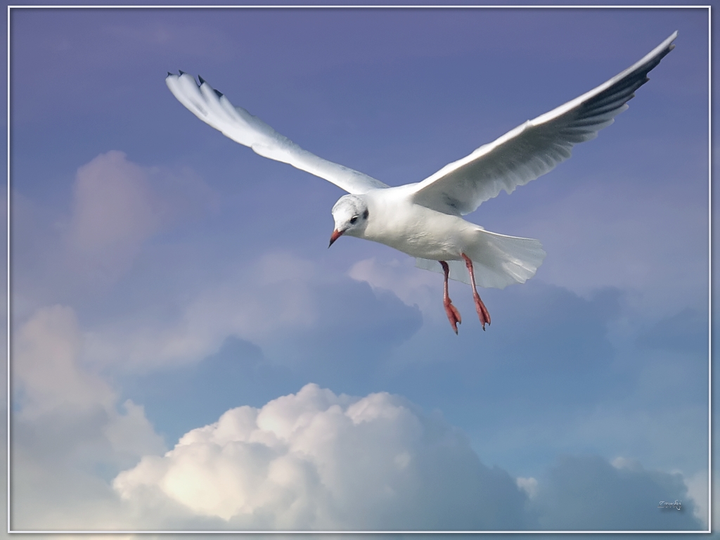 Fonds d'cran Animaux Oiseaux - Mouettes et Golands Mouette