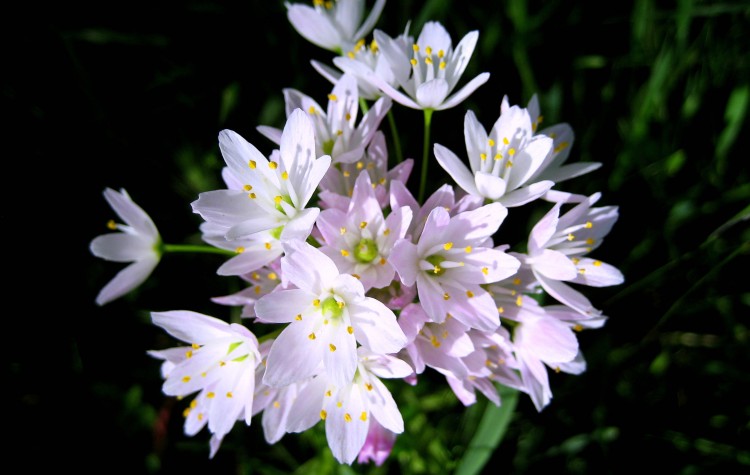 Fonds d'cran Nature Fleurs FLEURS DES CHAMPS