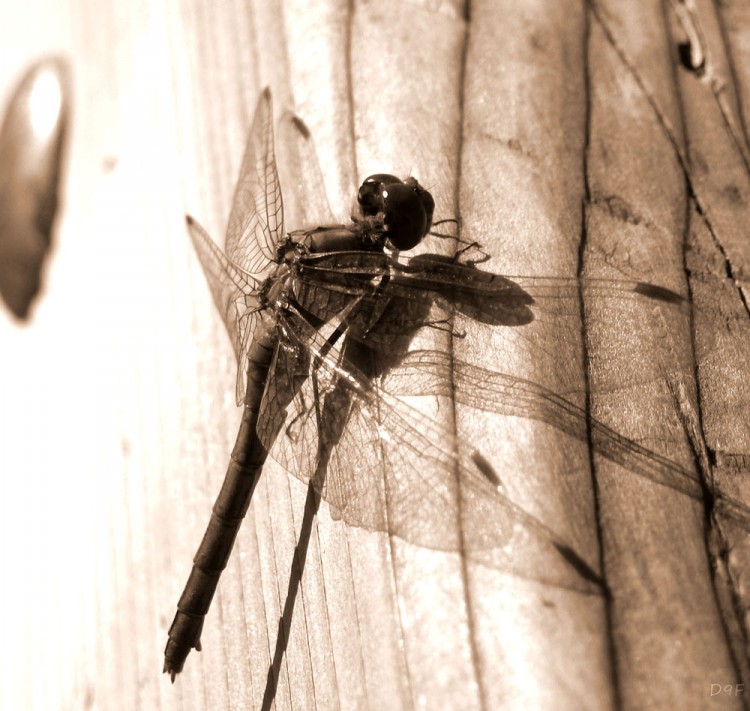 Wallpapers Animals Insects - Dragonflies Nature 7