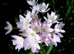 Fonds d'cran Nature FLEURS DES CHAMPS