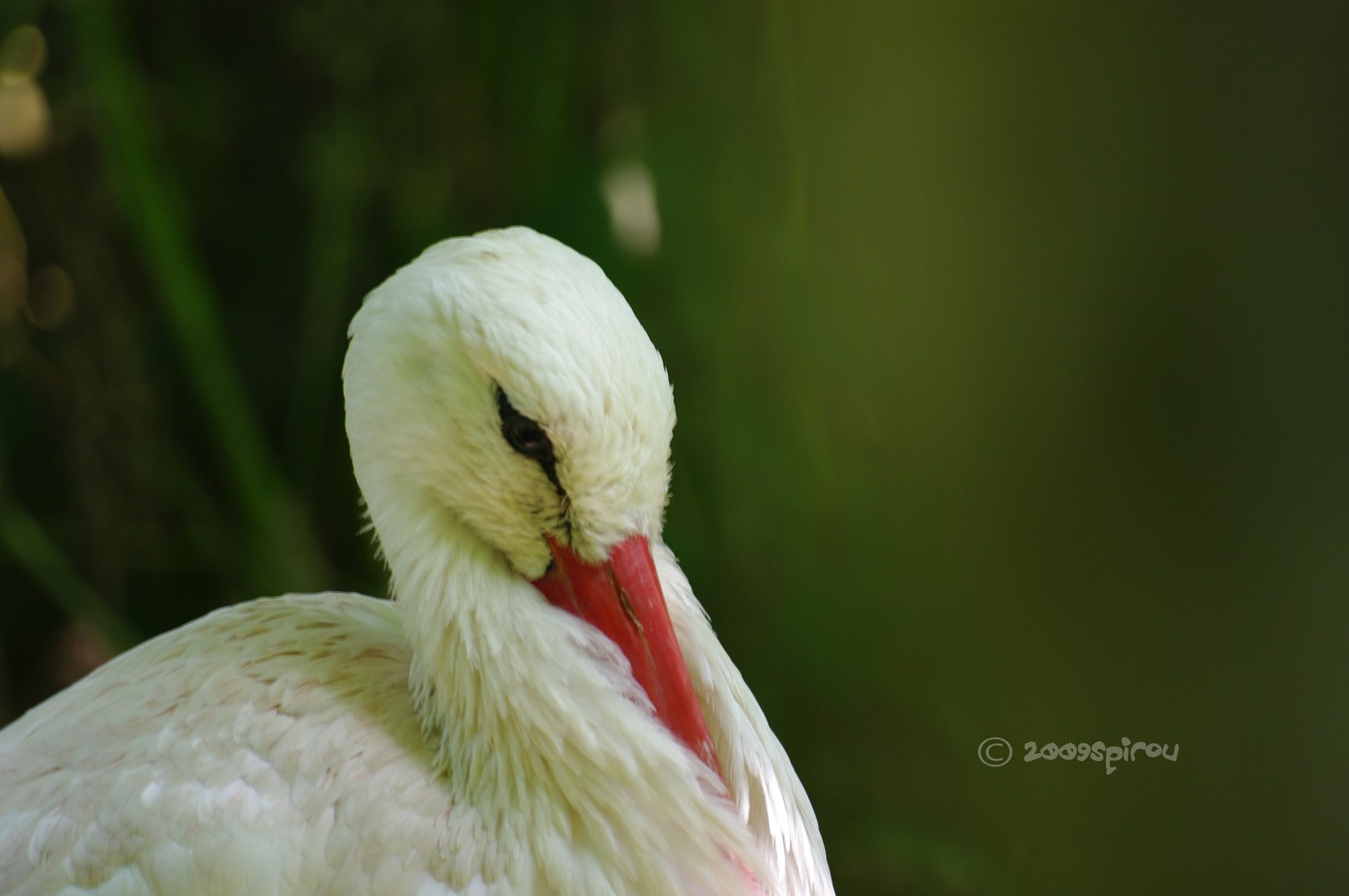 Wallpapers Animals Birds - Storks cigogne