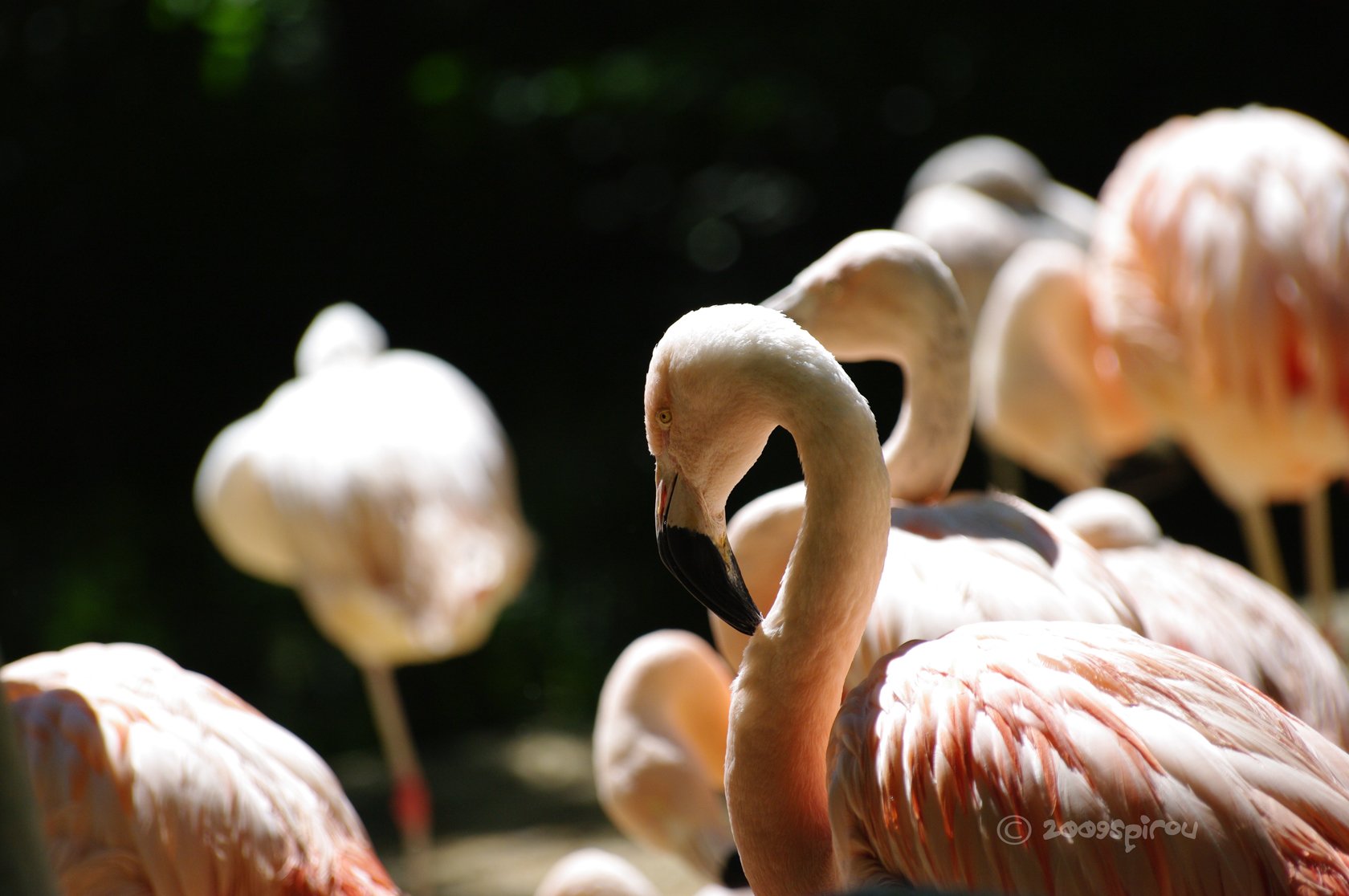 Fonds d'cran Animaux Oiseaux - Flamants flamand rose