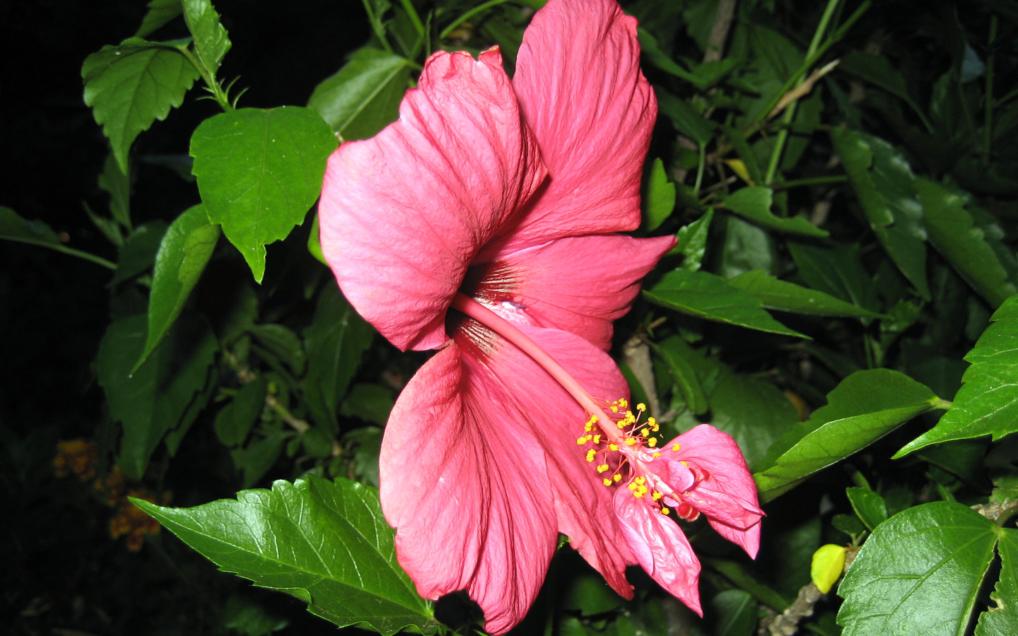 Fonds d'cran Nature Fleurs hibiscus