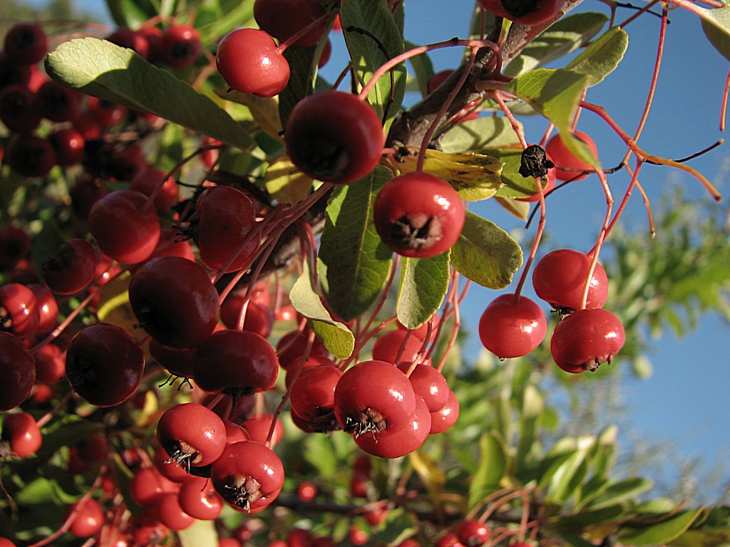 Wallpapers Nature Fruits fruits du cotoneastre