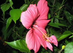 Fonds d'cran Nature hibiscus