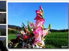 Fonds d'cran Nature Flores en el Cementerio!