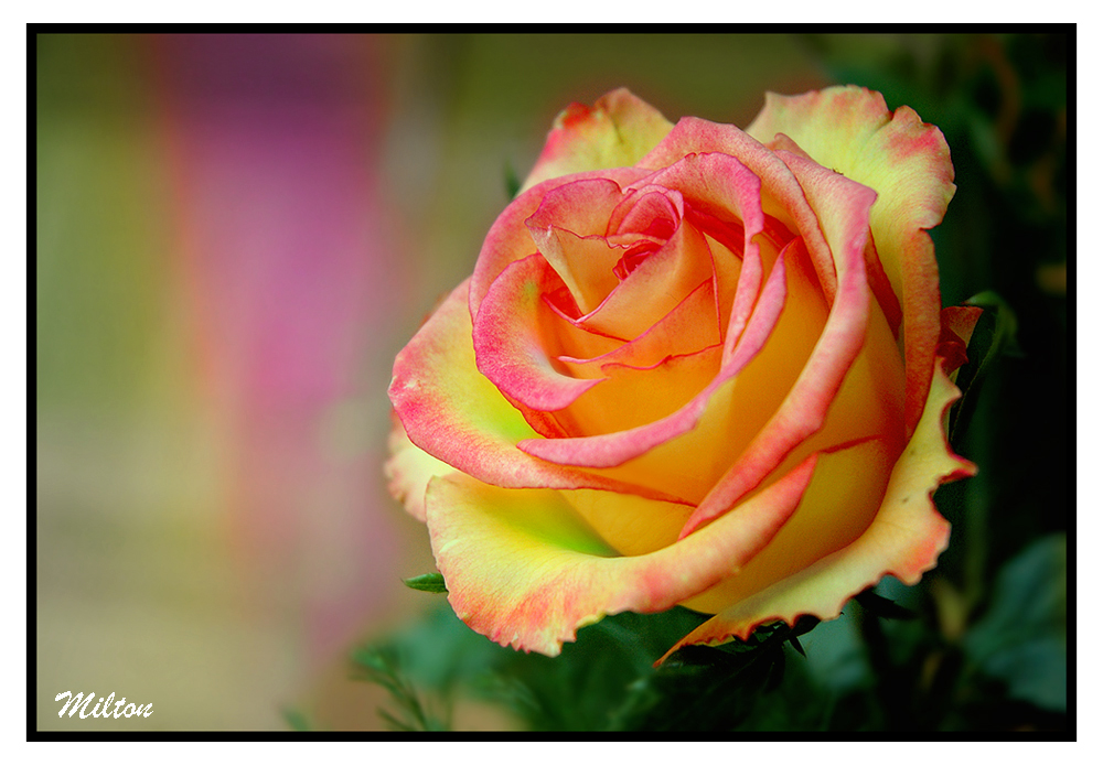 Wallpapers Nature Flowers Fleurs - Une rose  mon aime.