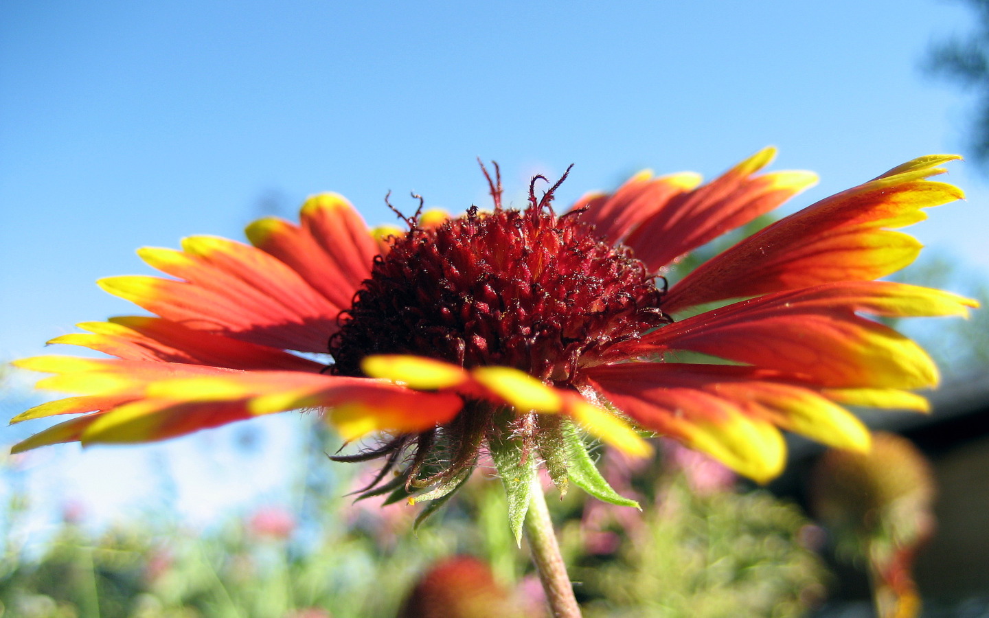 Fonds d'cran Nature Fleurs A AMPUS 3