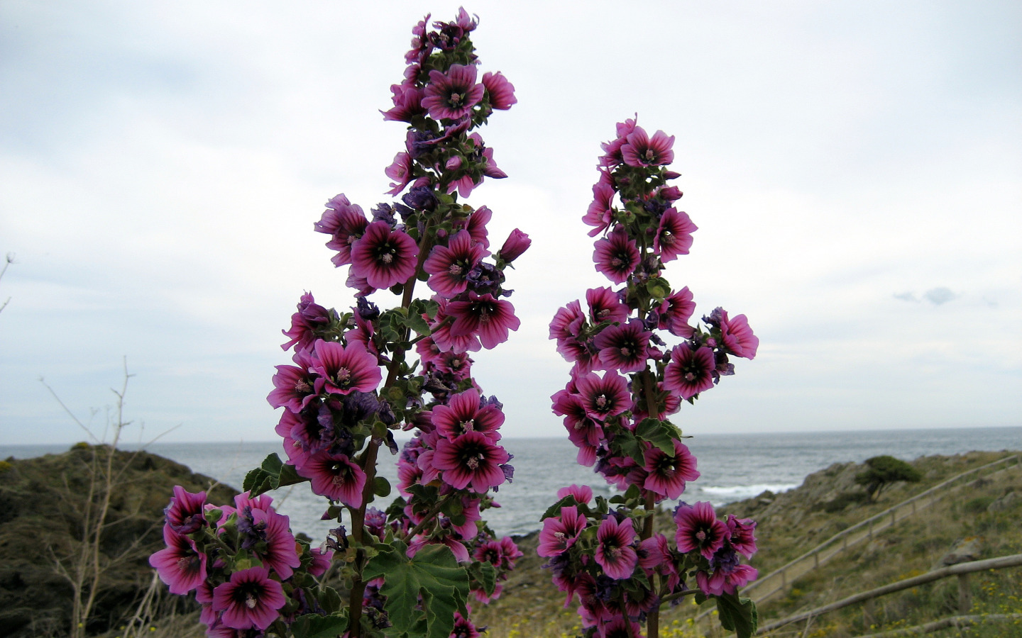 Wallpapers Nature Flowers ROSES TREMIERES CADAQUES