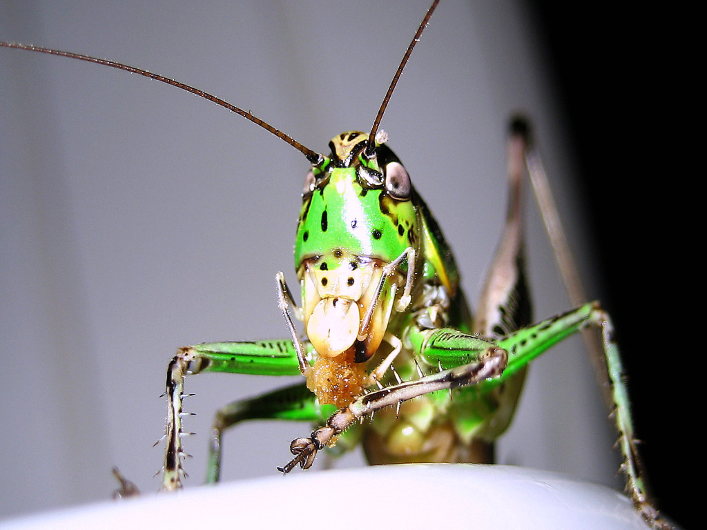 Fonds d'cran Animaux Insectes - Sauterelles et Criquets 