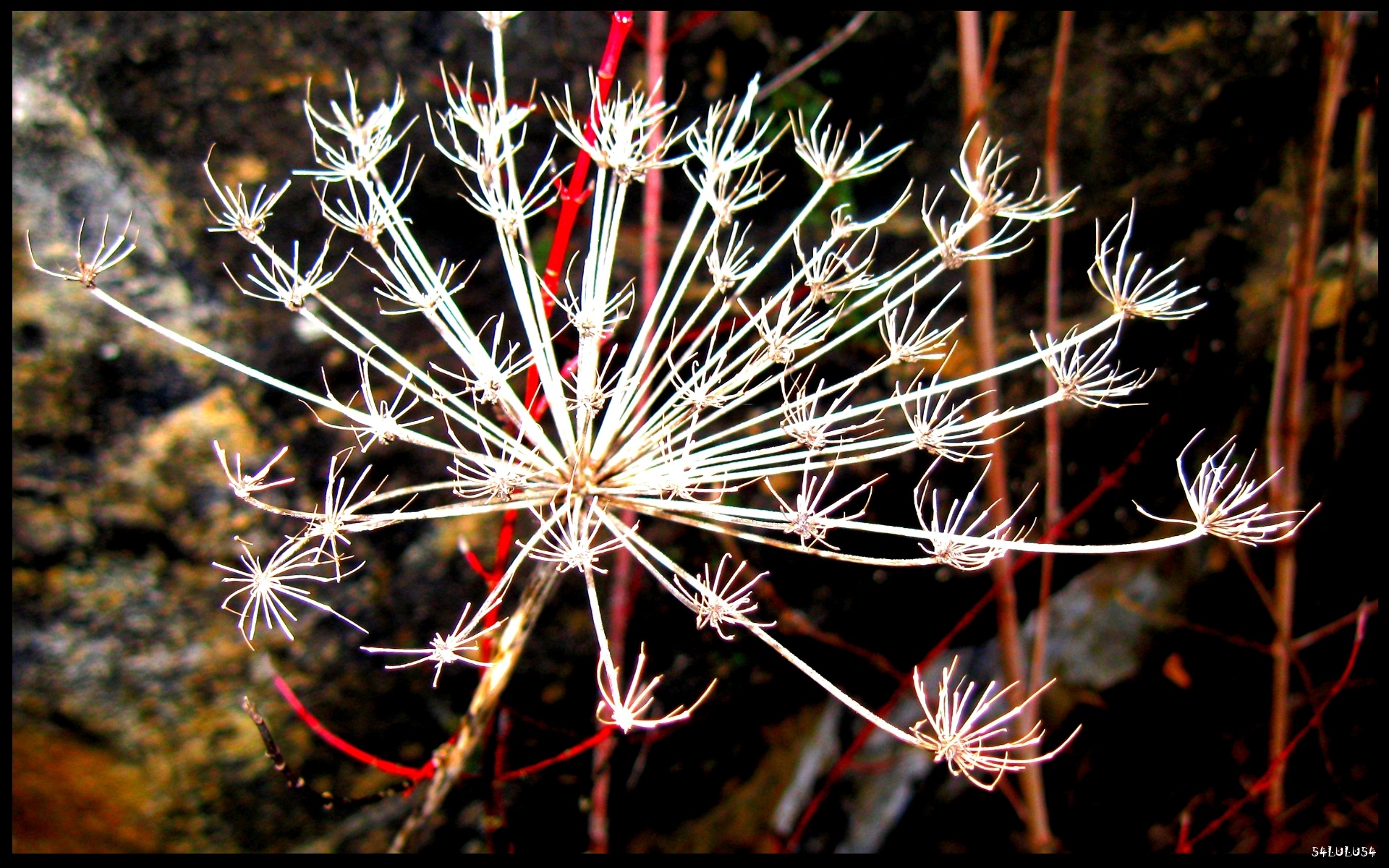 Fonds d'cran Nature Fleurs 