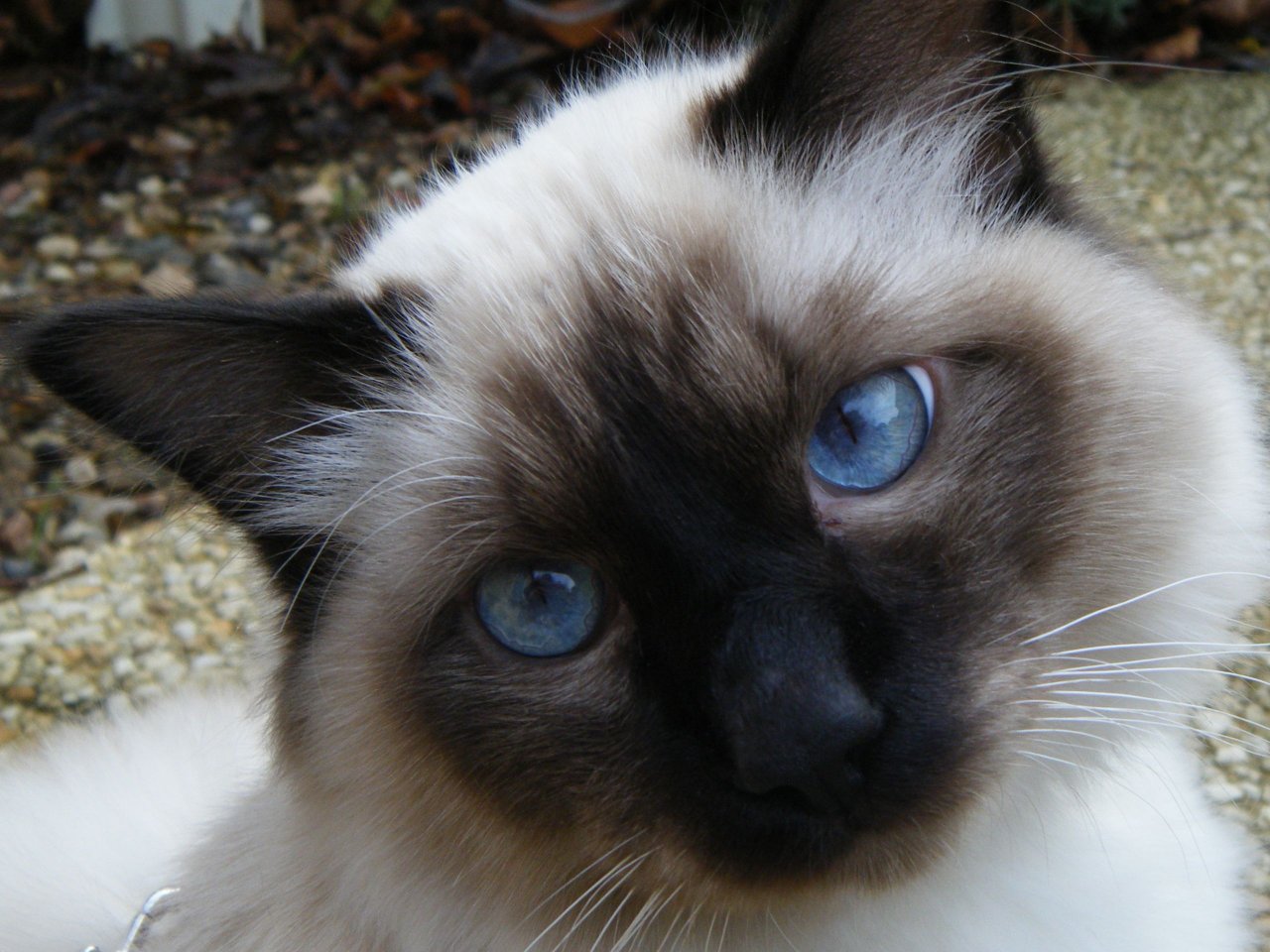 Fonds d'cran Animaux Chats - Chatons enzo