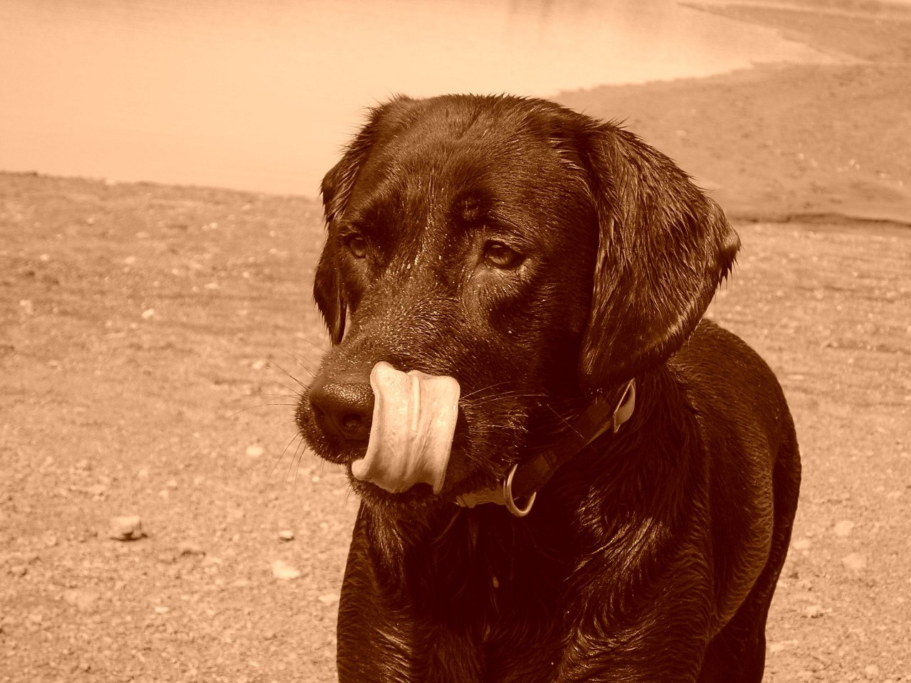 Fonds d'cran Animaux Chiens tirage de langue