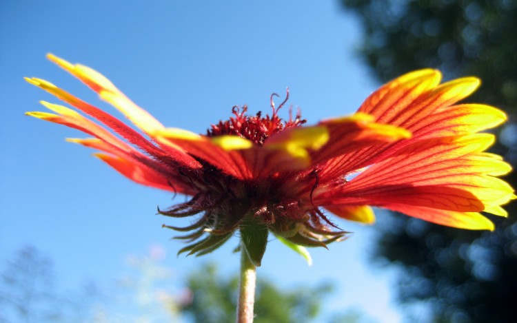 Fonds d'cran Nature Fleurs A  AMPUS         