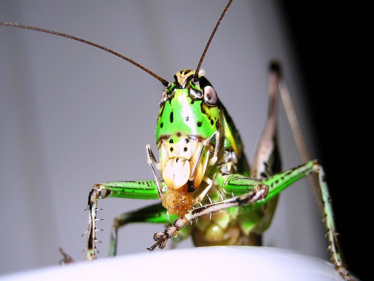 Fonds d'cran Animaux Insectes - Sauterelles et Criquets Wallpaper N252639