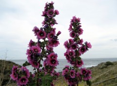 Fonds d'cran Nature ROSES TREMIERES CADAQUES