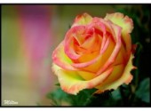 Wallpapers Nature Fleurs - Une rose  mon aime.