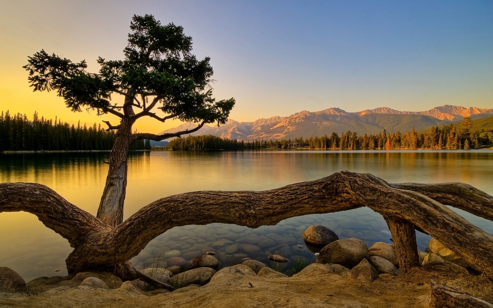 Fonds d'cran Nature Arbres - Forts 