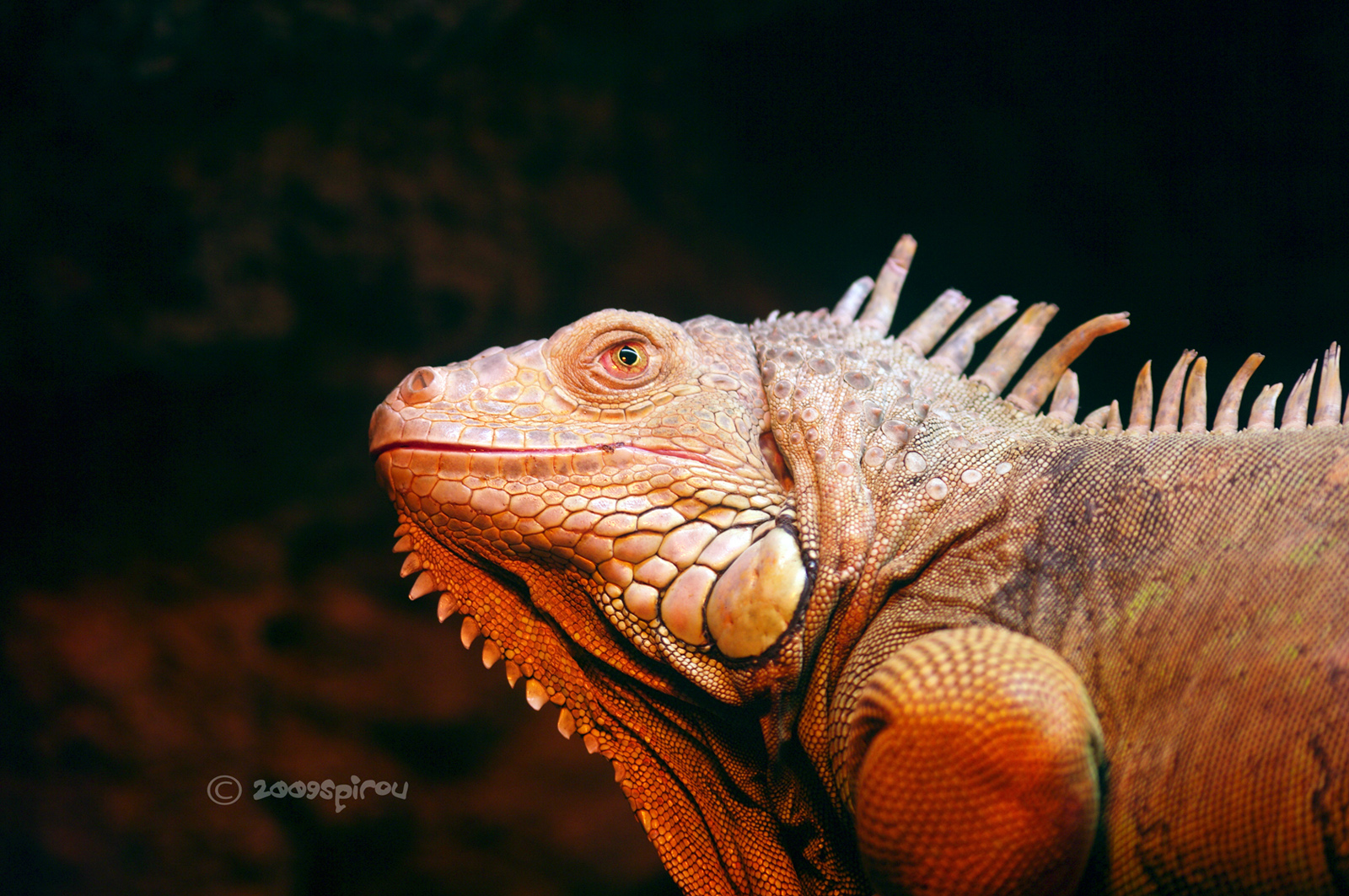 Fonds d'cran Animaux Reptiles divers iguane